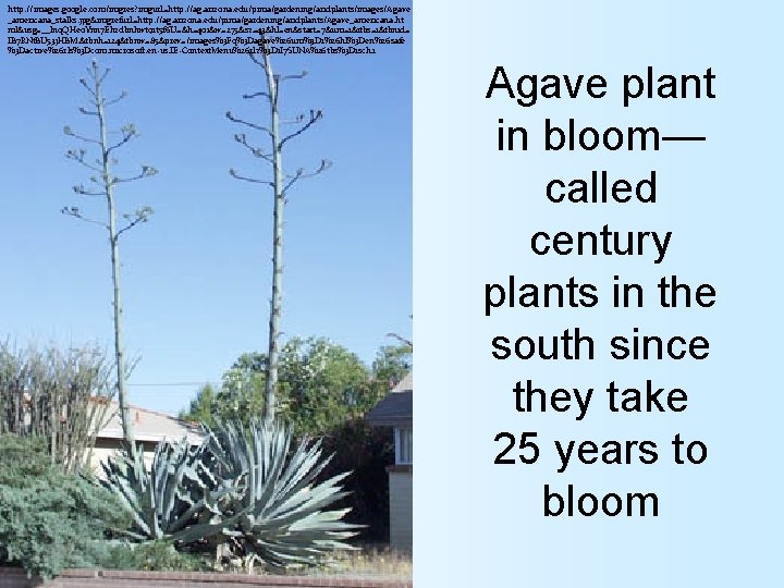 http: //images. google. com/imgres? imgurl=http: //ag. arizona. edu/pima/gardening/aridplants/images/Agave _americana_stalks. jpg&imgrefurl=http: //ag. arizona. edu/pima/gardening/aridplants/Agave_americana. ht