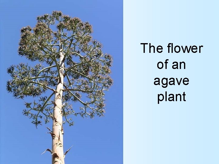 The flower of an agave plant 