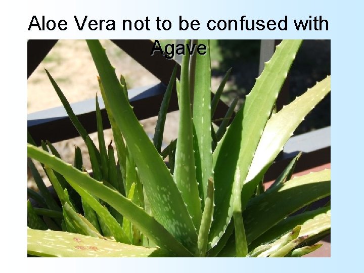 Aloe Vera not to be confused with Agave 