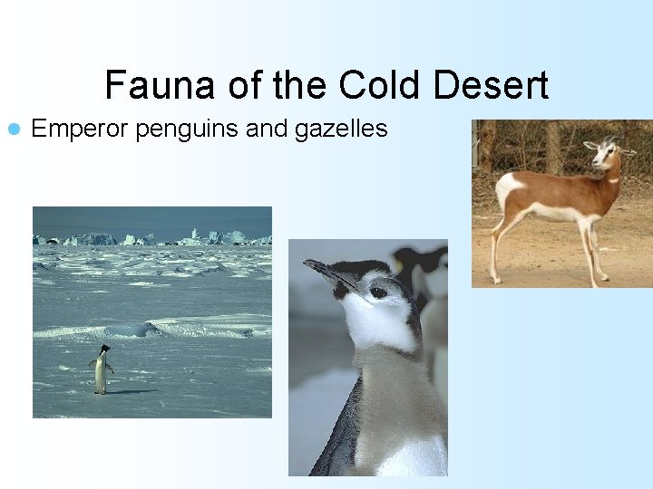 Fauna of the Cold Desert l Emperor penguins and gazelles 