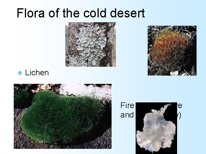 Flora of the cold desert l Lichen l Pin cushion moss Fire moss (above