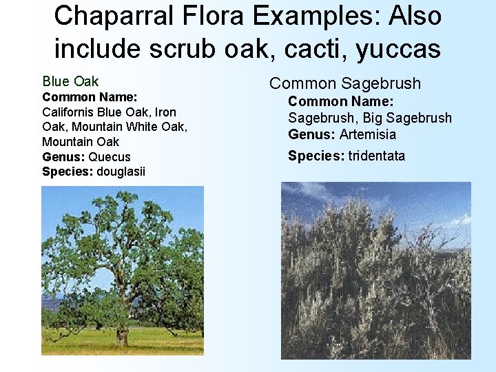 Chaparral Flora Examples: Also include scrub oak, cacti, yuccas Blue Oak Common Name: Californis