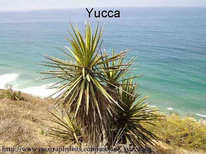 Yucca http: //www. geographylists. com/mojave_yucca. jpg 