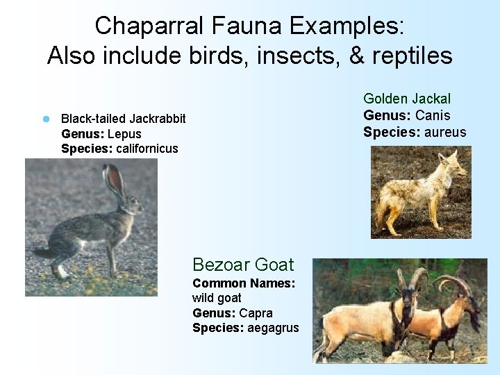 Chaparral Fauna Examples: Also include birds, insects, & reptiles l Golden Jackal Genus: Canis