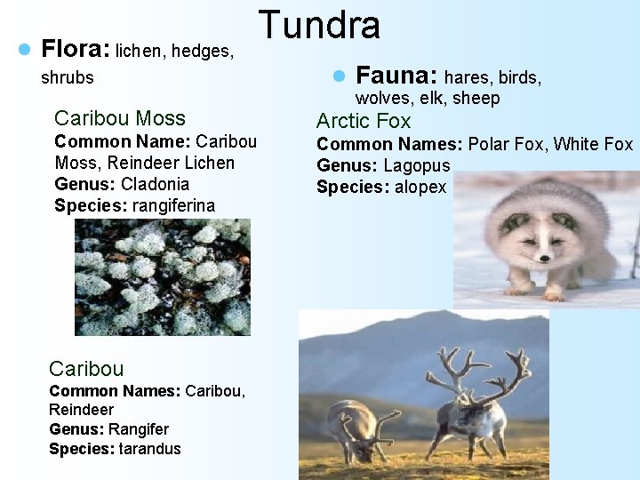 l Flora: lichen, hedges, Tundra l shrubs Caribou Moss Common Name: Caribou Moss, Reindeer