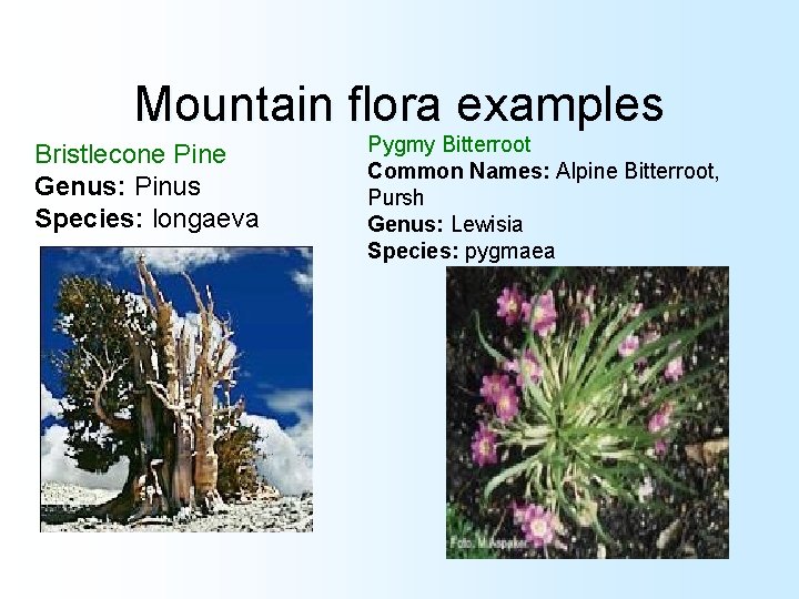Mountain flora examples Bristlecone Pine Genus: Pinus Species: longaeva Pygmy Bitterroot Common Names: Alpine