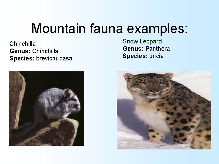 Mountain fauna examples: Snow Leopard Genus: Panthera Species: uncia Chinchilla Genus: Chinchilla Species: brevicaudasa