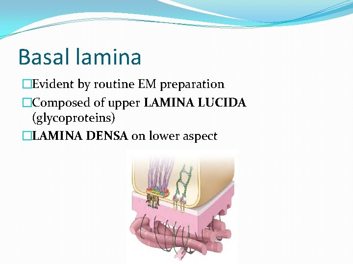 Basal lamina �Evident by routine EM preparation �Composed of upper LAMINA LUCIDA (glycoproteins) �LAMINA