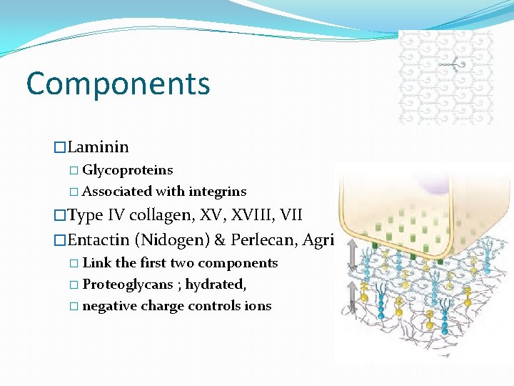 Components �Laminin � Glycoproteins � Associated with integrins �Type IV collagen, XVIII, VII �Entactin