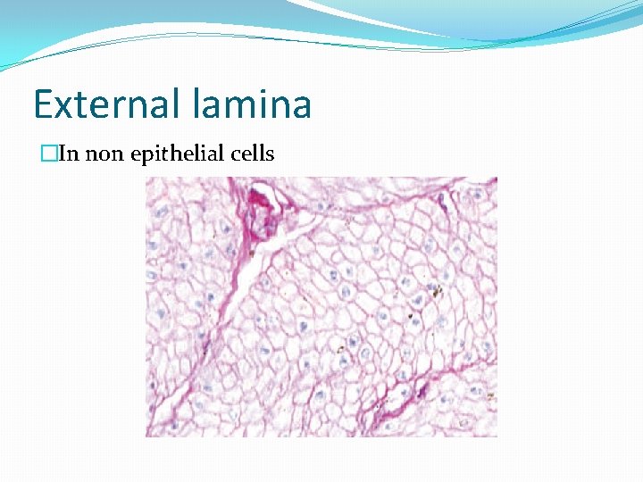 External lamina �In non epithelial cells 