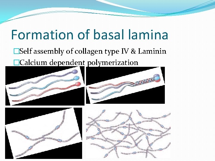 Formation of basal lamina �Self assembly of collagen type IV & Laminin �Calcium dependent