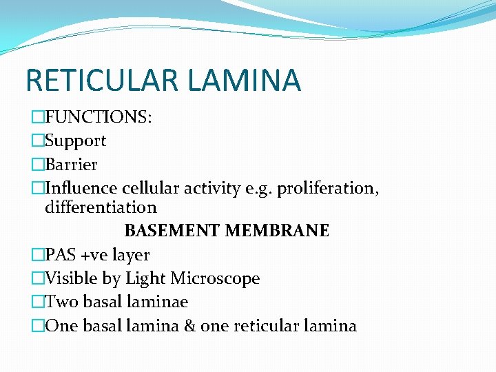 RETICULAR LAMINA �FUNCTIONS: �Support �Barrier �Influence cellular activity e. g. proliferation, differentiation BASEMENT MEMBRANE