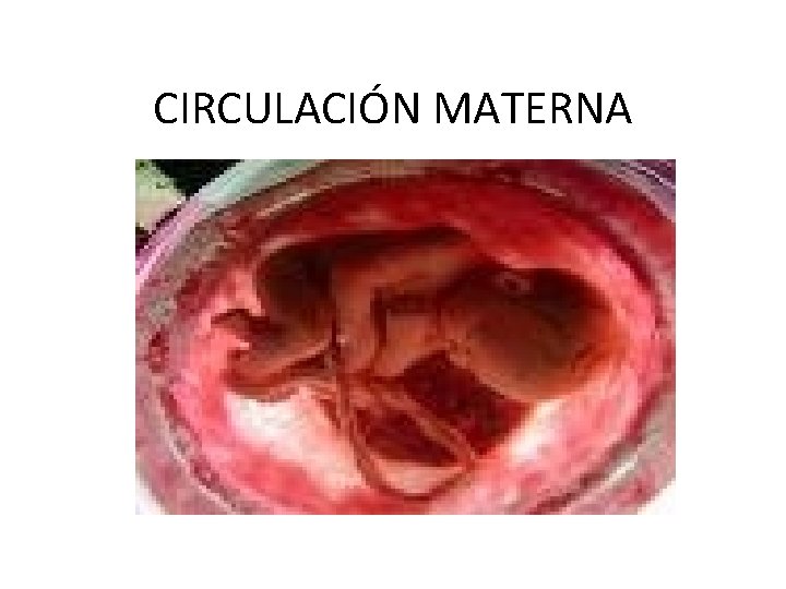 CIRCULACIÓN MATERNA 