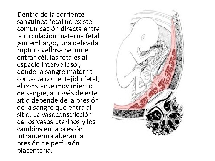  Dentro de la corriente sanguínea fetal no existe comunicación directa entre la circulación