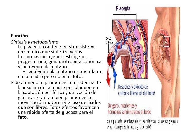 Función Síntesis y metabolismo La placenta contiene en si un sistema enzimático que sintetiza