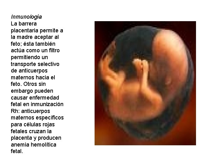 Inmunología La barrera placentaria permite a la madre aceptar al feto; ésta también actúa