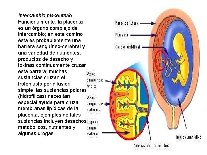 Intercambio placentario Funcionalmente, la placenta es un órgano complejo de intercambio; en este camino