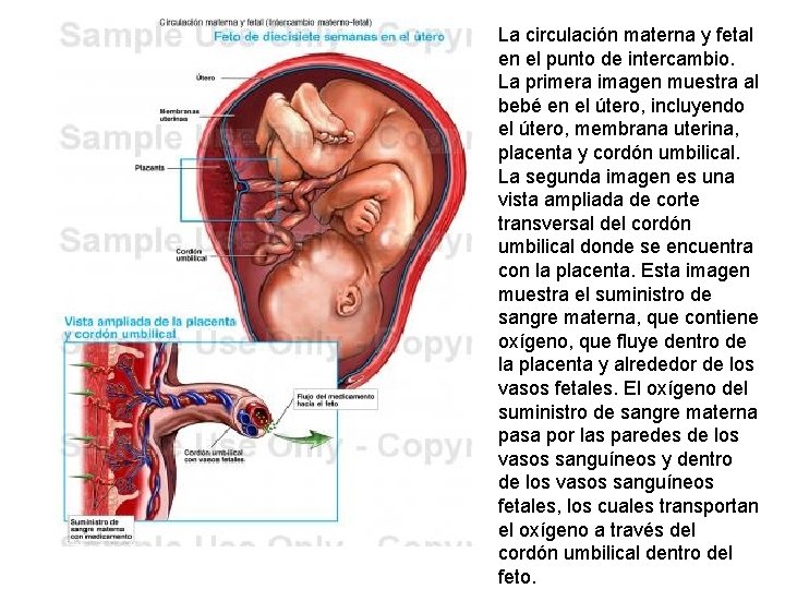 La circulación materna y fetal en el punto de intercambio. La primera imagen muestra