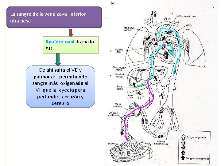 La sangre de la vena cava inferior atraviesa Agujero oval hacia la AD De