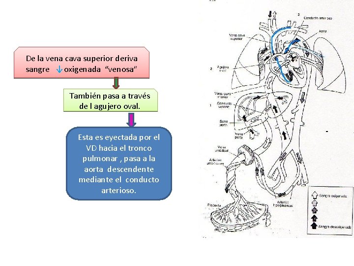 De la vena cava superior deriva sangre ↓oxigenada “venosa” También pasa a través de