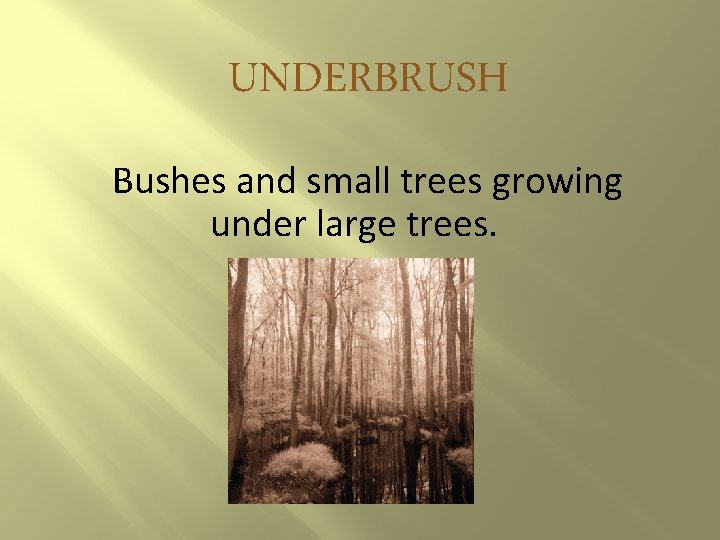 UNDERBRUSH Bushes and small trees growing under large trees. 