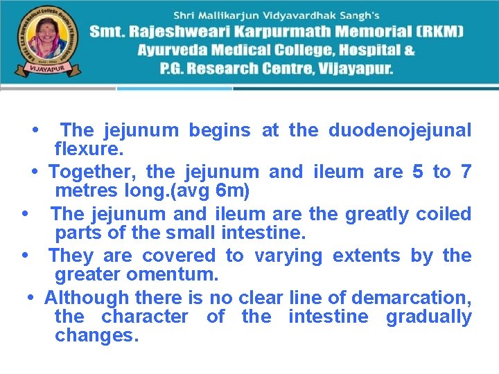  • The jejunum begins at the duodenojejunal flexure. • Together, the jejunum and