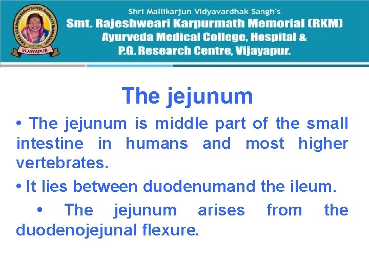  The jejunum • The jejunum is middle part of the small intestine in