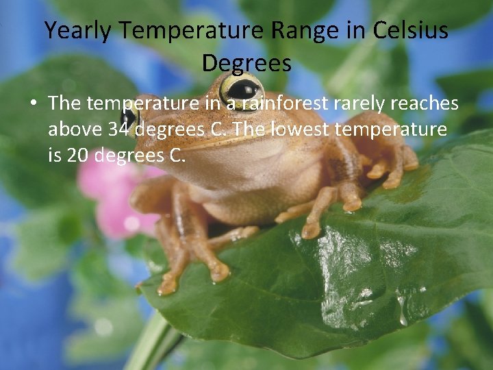 Yearly Temperature Range in Celsius Degrees • The temperature in a rainforest rarely reaches