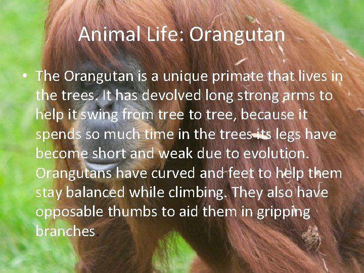 Animal Life: Orangutan • The Orangutan is a unique primate that lives in the