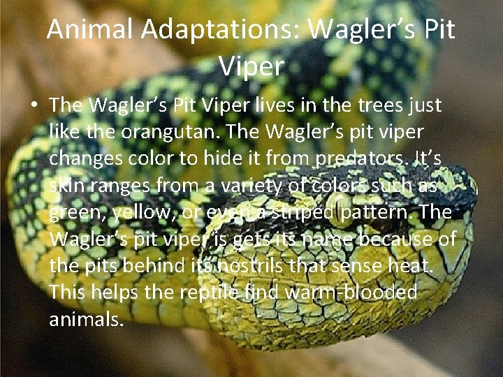 Animal Adaptations: Wagler’s Pit Viper • The Wagler’s Pit Viper lives in the trees