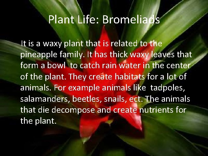 Plant Life: Bromeliads It is a waxy plant that is related to the pineapple