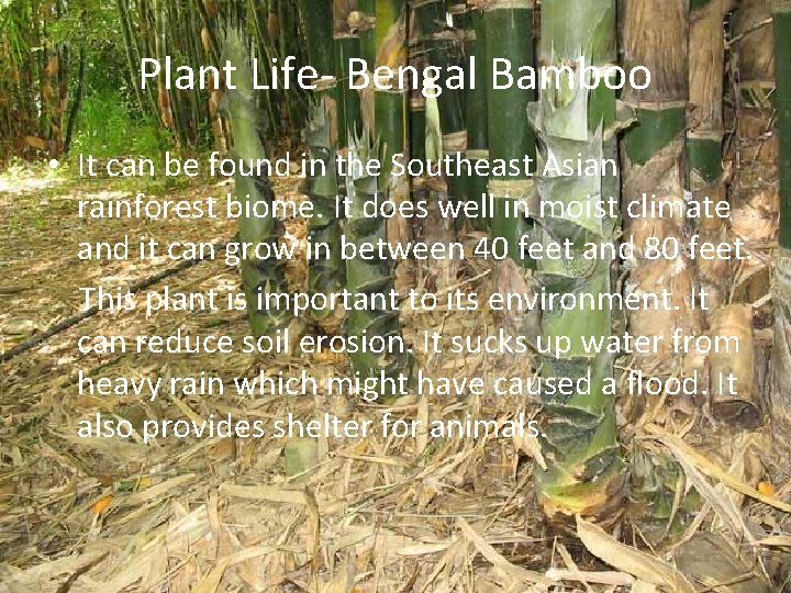 Plant Life- Bengal Bamboo • It can be found in the Southeast Asian rainforest