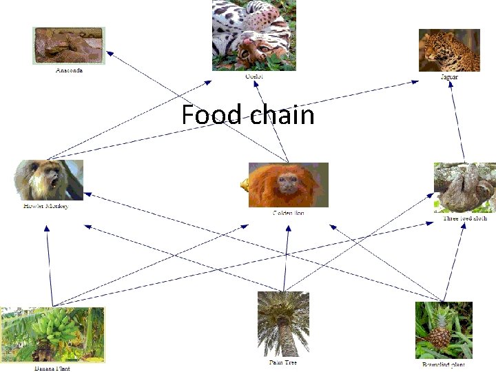 Food chain 