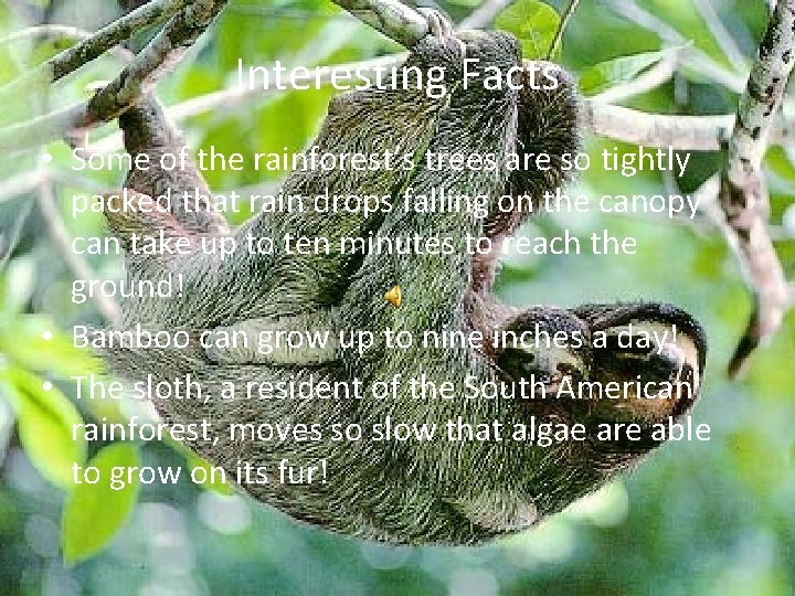 Interesting Facts • Some of the rainforest’s trees are so tightly packed that rain
