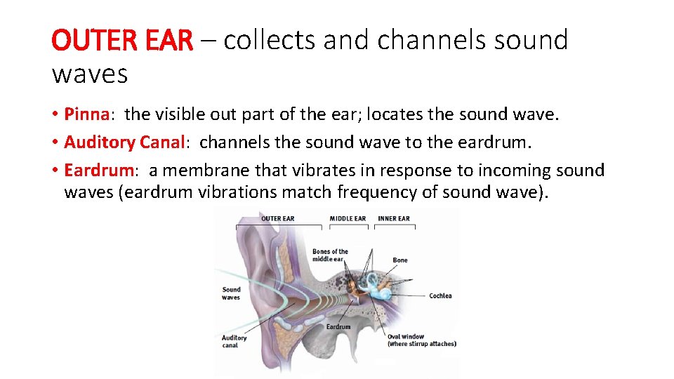 OUTER EAR – collects and channels sound waves • Pinna: the visible out part