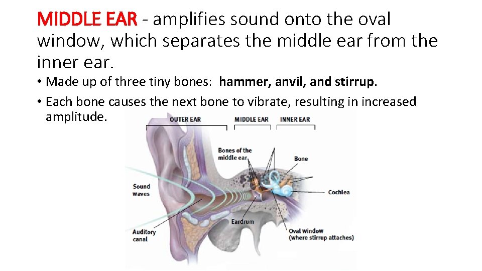 MIDDLE EAR - amplifies sound onto the oval window, which separates the middle ear