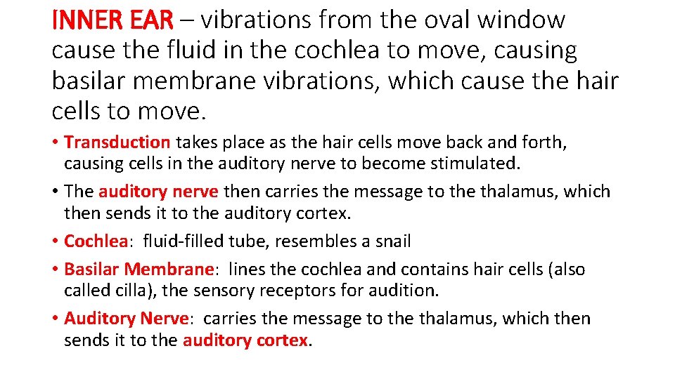 INNER EAR – vibrations from the oval window cause the fluid in the cochlea