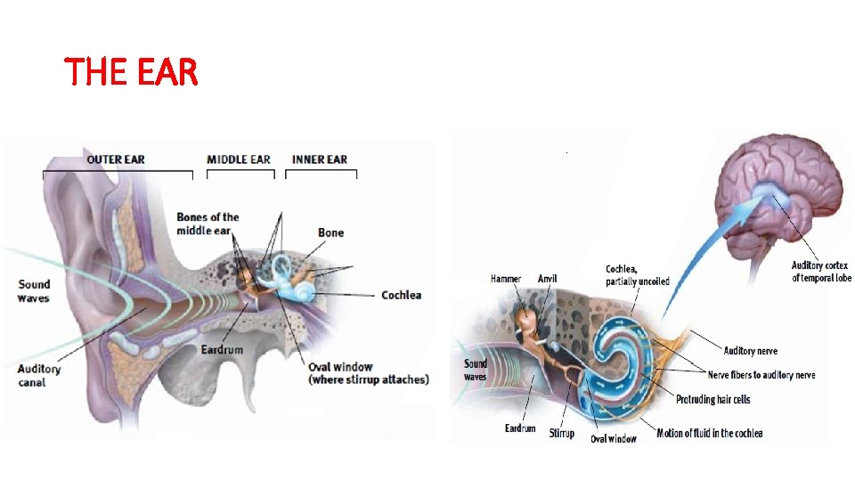 THE EAR 
