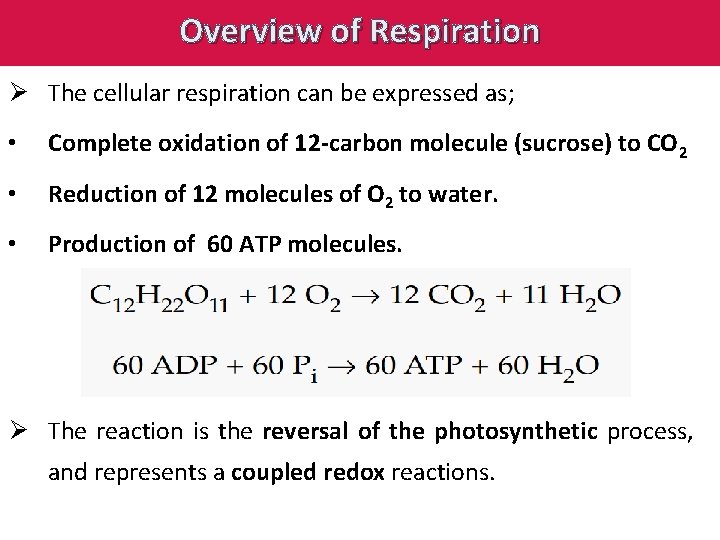 Overview of Respiration Ø The cellular respiration can be expressed as; • Complete oxidation