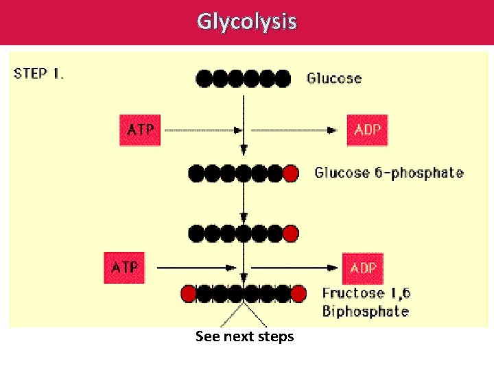 Glycolysis See next steps 