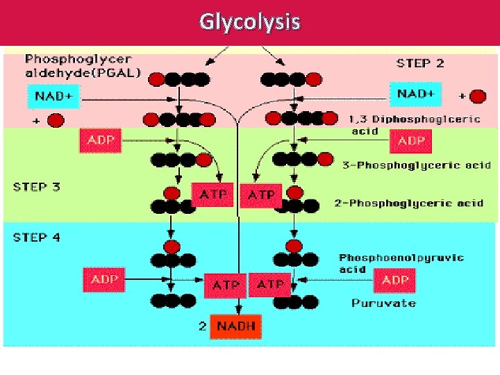 Glycolysis 