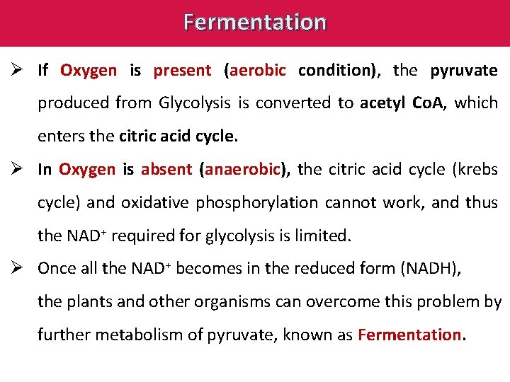 Fermentation Ø If Oxygen is present (aerobic condition), the pyruvate produced from Glycolysis is