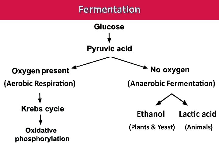 Fermentation 