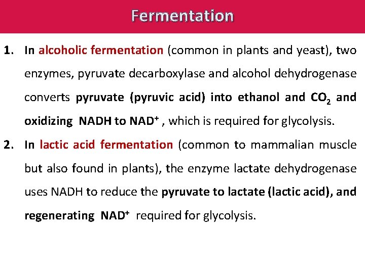 Fermentation 1. In alcoholic fermentation (common in plants and yeast), two enzymes, pyruvate decarboxylase