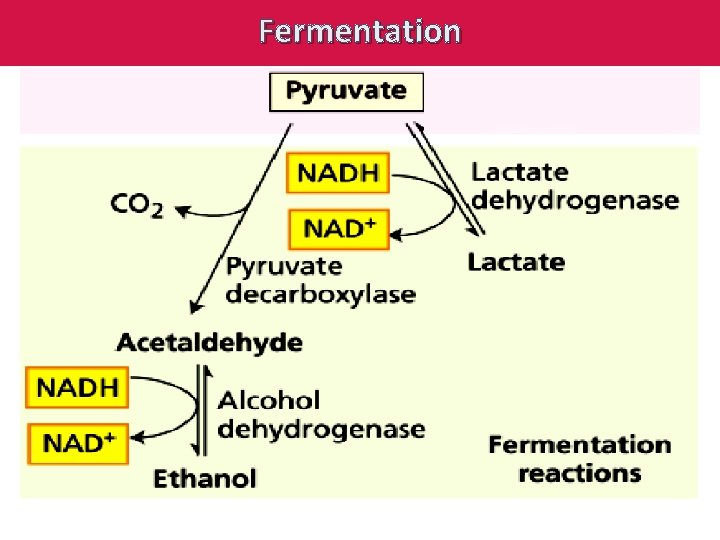 Fermentation 