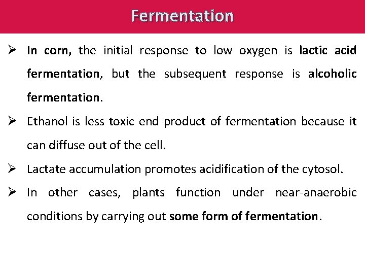 Fermentation Ø In corn, the initial response to low oxygen is lactic acid fermentation,