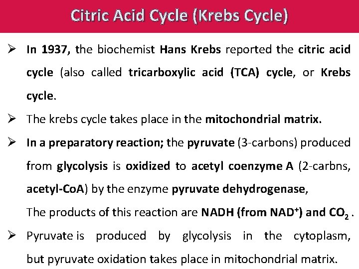 Citric Acid Cycle (Krebs Cycle) Ø In 1937, the biochemist Hans Krebs reported the
