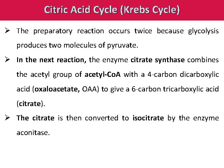 Citric Acid Cycle (Krebs Cycle) Ø The preparatory reaction occurs twice because glycolysis produces