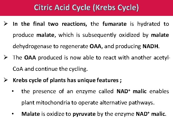 Citric Acid Cycle (Krebs Cycle) Ø In the final two reactions, the fumarate is