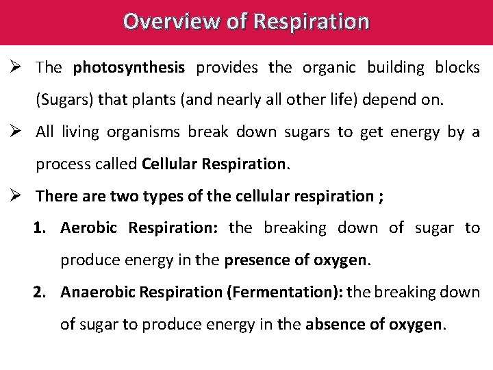 Overview of Respiration Ø The photosynthesis provides the organic building blocks (Sugars) that plants